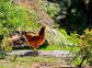 vakantiewoning - Un Joli Coin de Paradis 2 - CALCATOGGIO - Corse